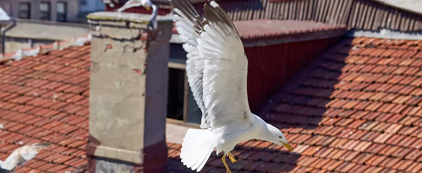 Residential Chimney Animal Removal Solution in Eau Claire, WI